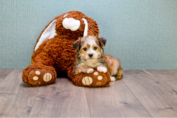 Morkie Puppy for Adoption