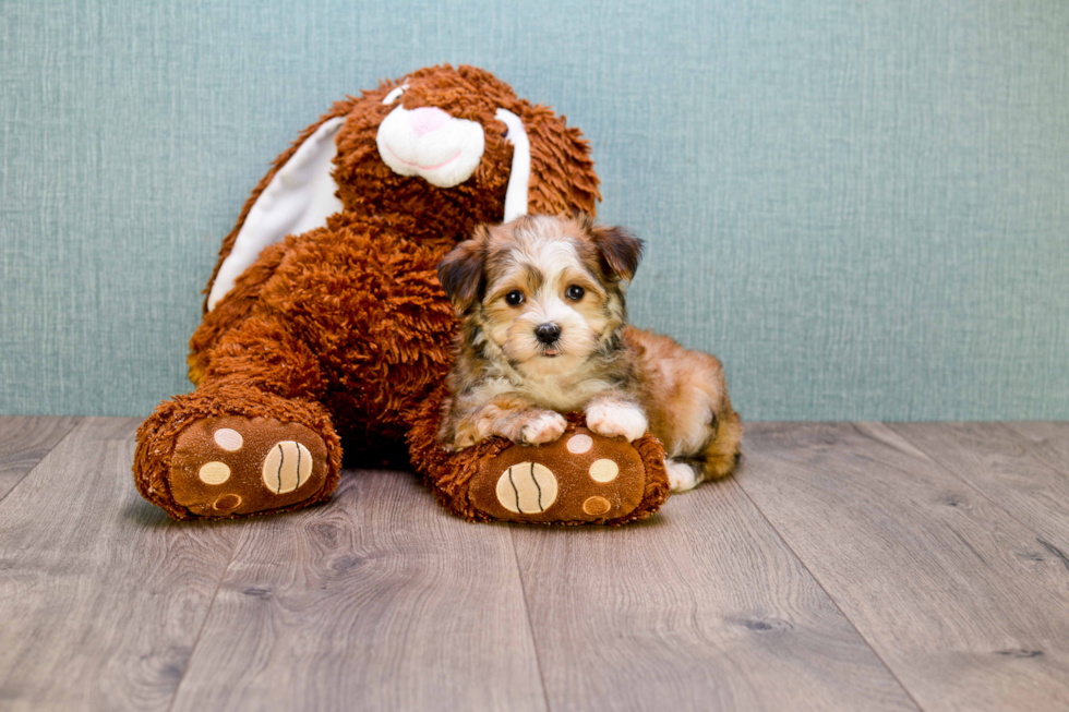 Morkie Puppy for Adoption