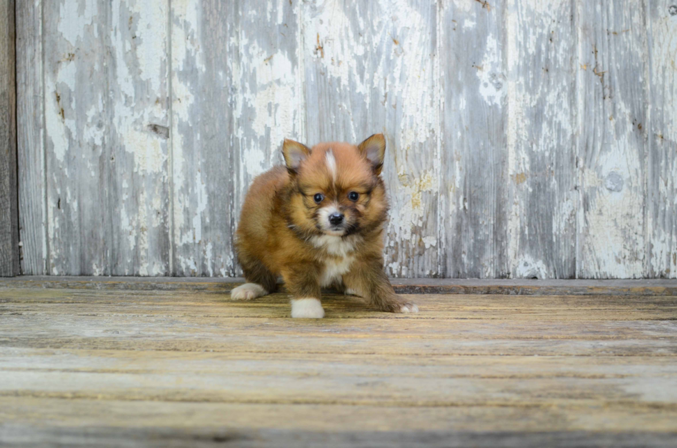 Best Pomeranian Baby