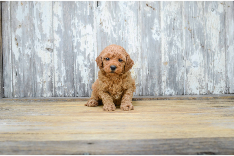 Adorable Golden Retriever Poodle Mix Puppy