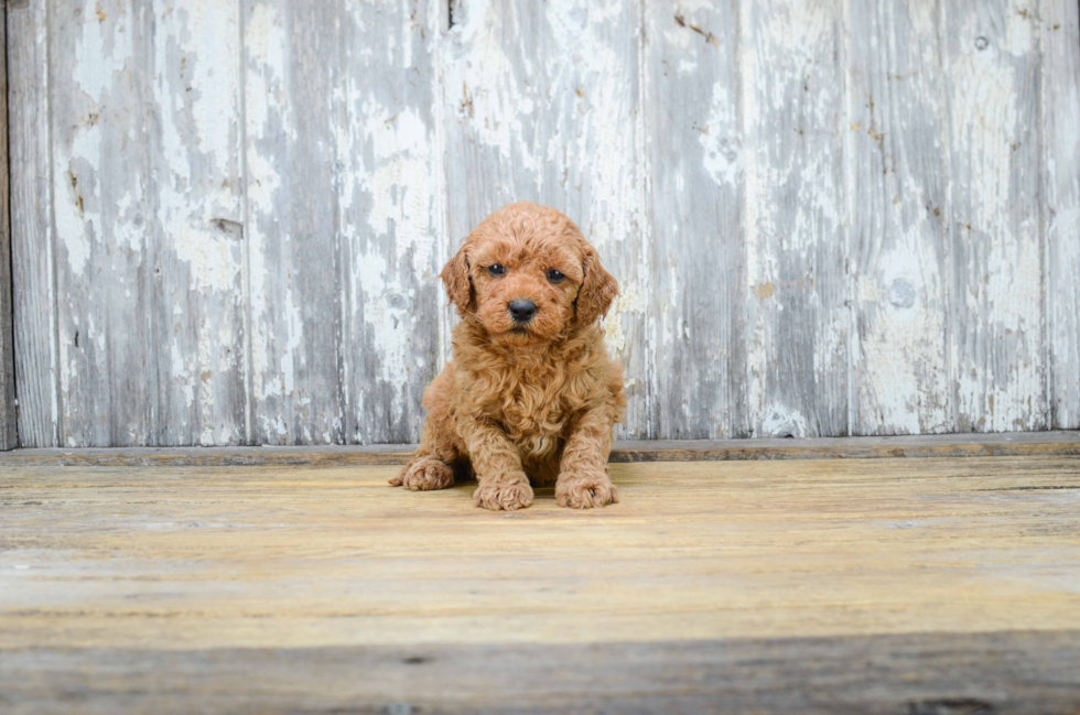 Adorable Golden Retriever Poodle Mix Puppy