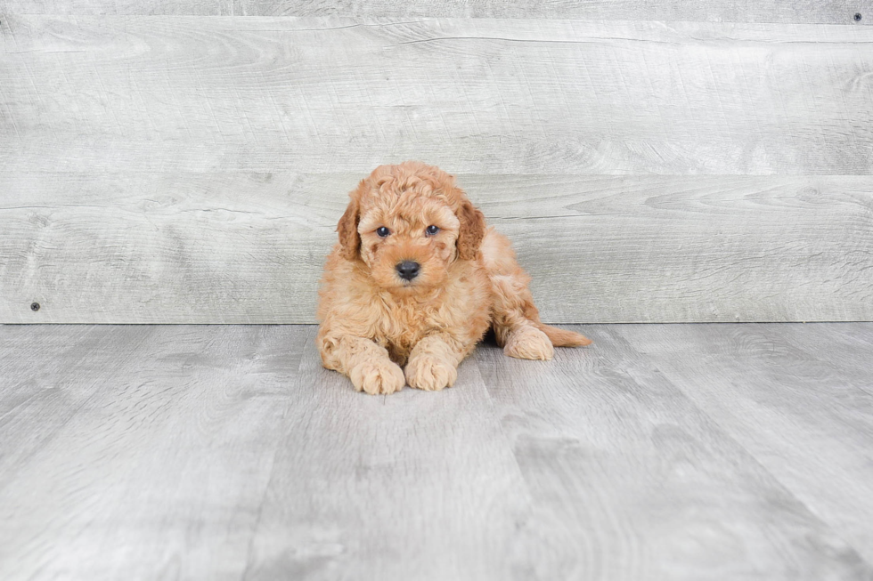 Happy Mini Goldendoodle Baby