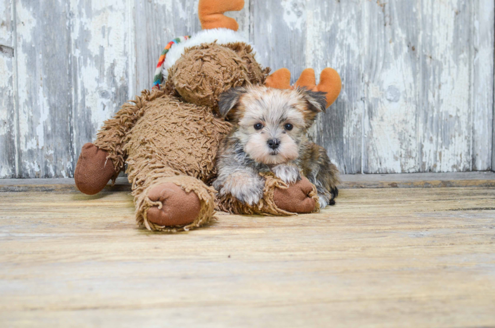 Playful Yorkie Designer Puppy