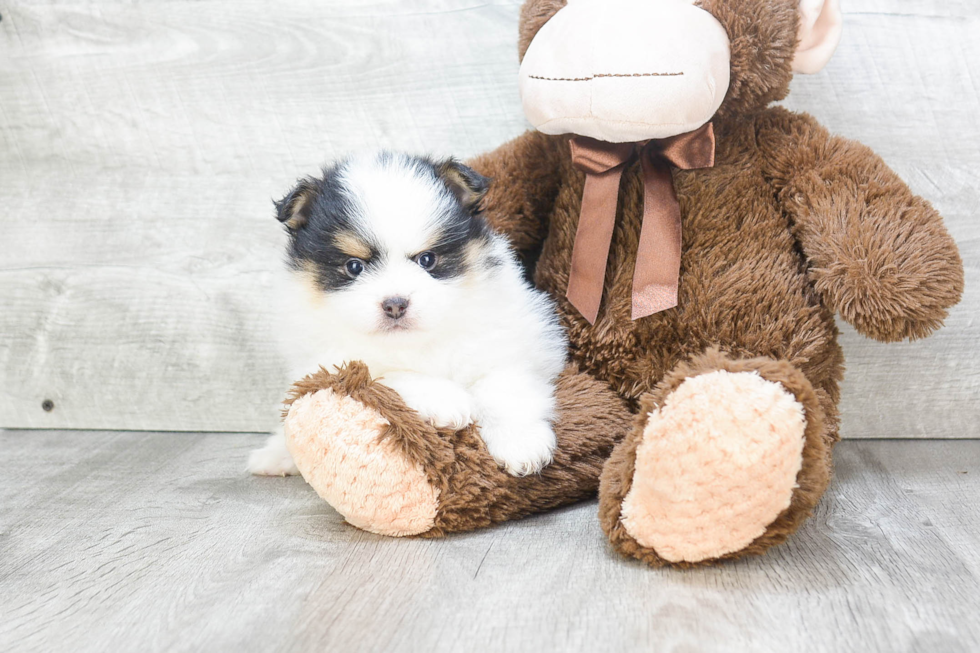 Petite Pomeranian Purebred Puppy