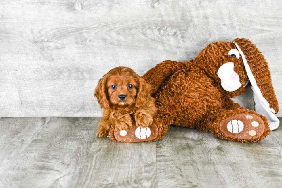 Cavapoo Pup Being Cute