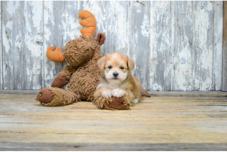 Morkie Puppy for Adoption