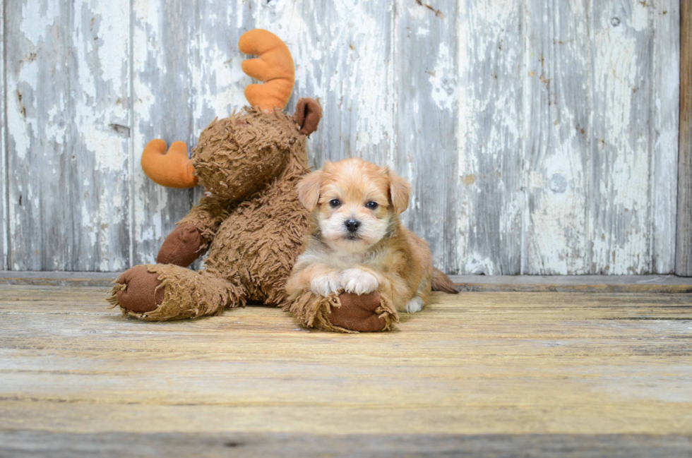 Morkie Puppy for Adoption