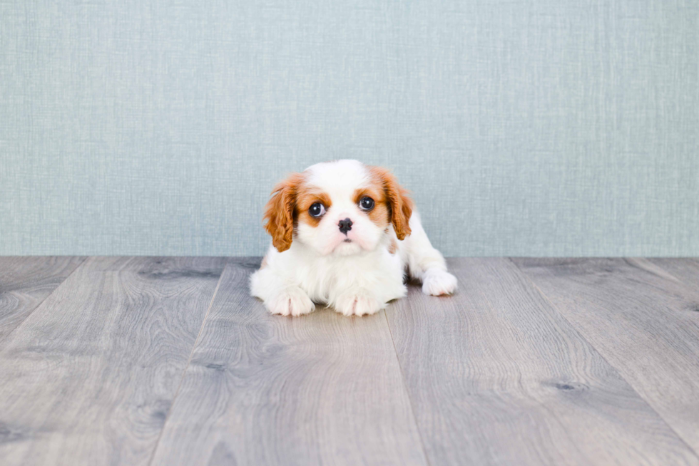 Cavalier King Charles Spaniel Pup Being Cute