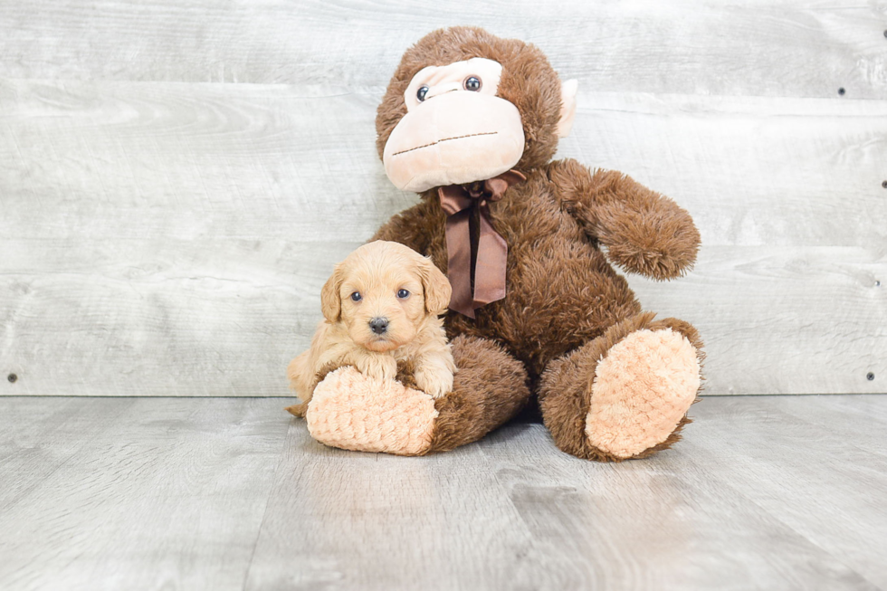 Adorable Cavoodle Poodle Mix Puppy