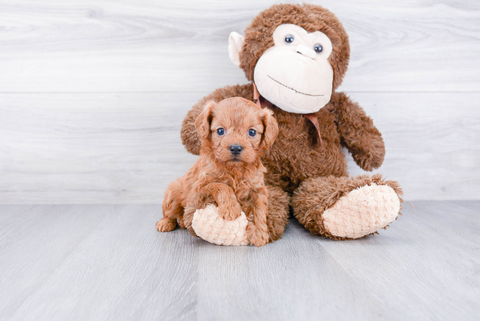 Cavapoo Pup Being Cute