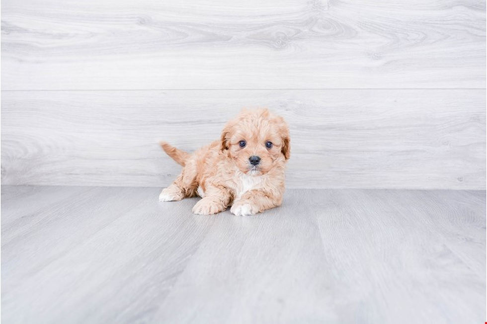 Hypoallergenic Cavoodle Poodle Mix Puppy