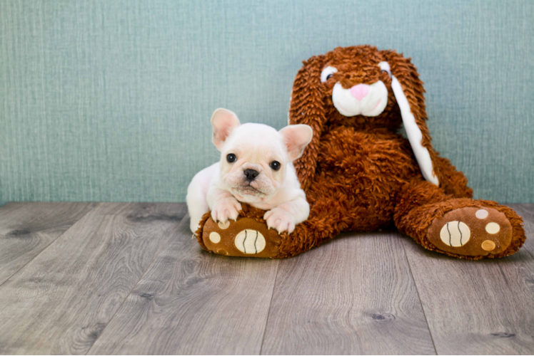 Akc Registered French Bulldog Baby