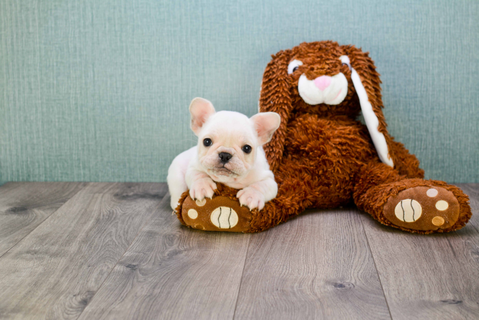 Akc Registered French Bulldog Baby