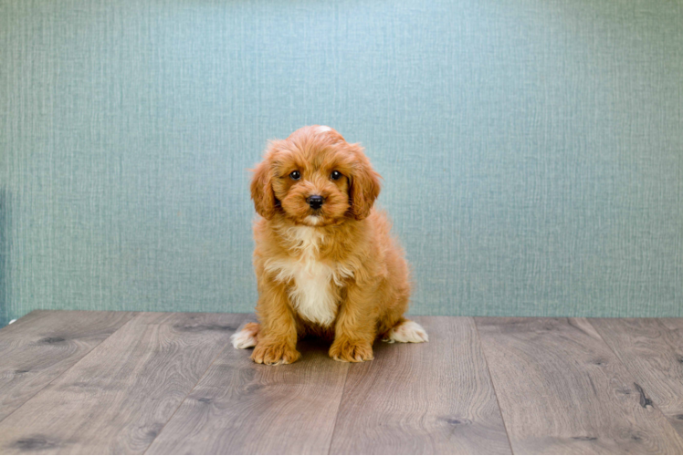 Happy Cavapoo Baby