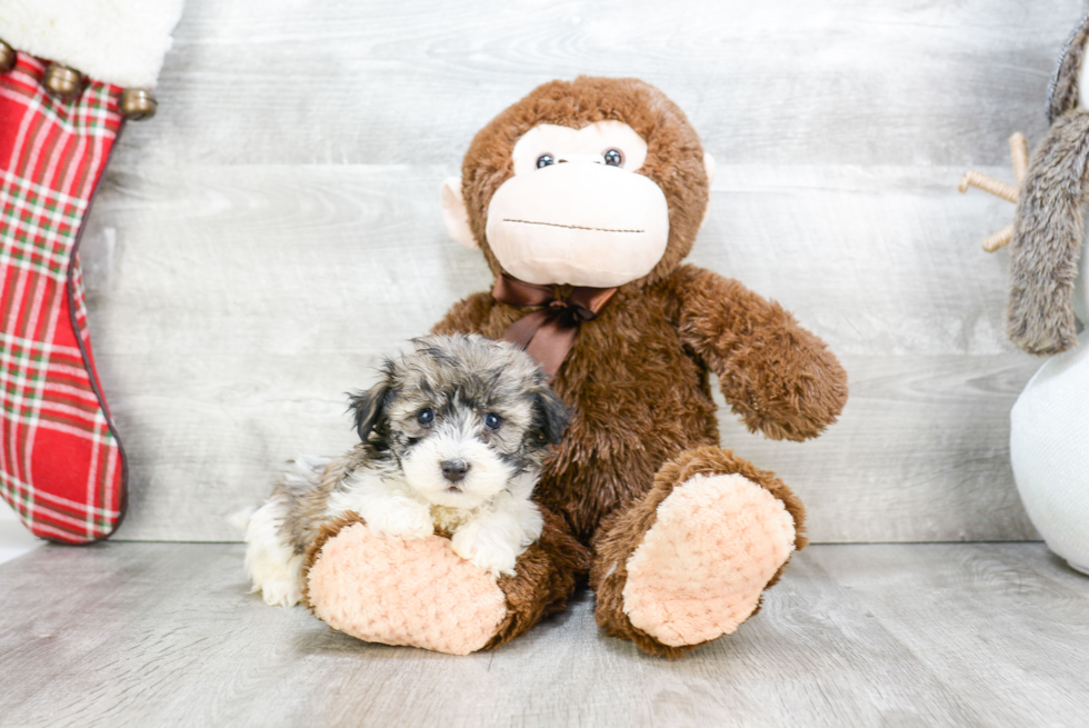 Best Havanese Baby