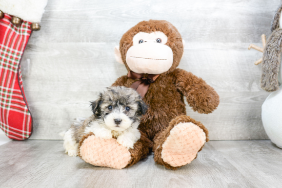 Best Havanese Baby