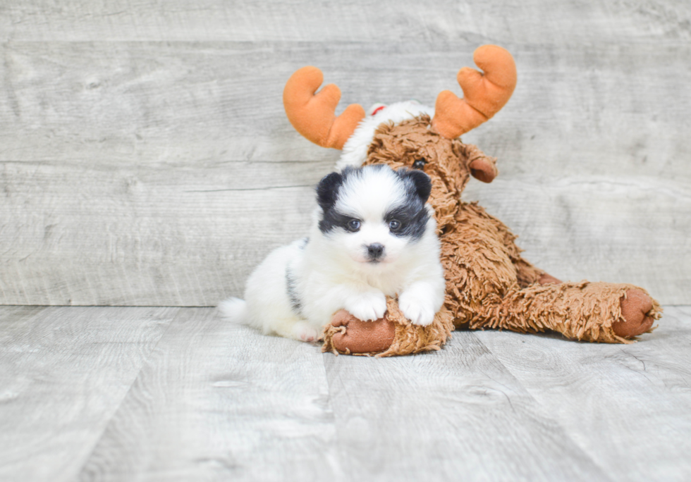 Pomeranian Pup Being Cute