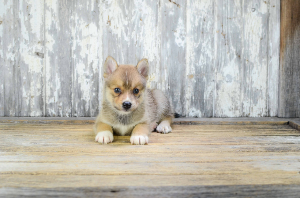 Hypoallergenic Mini Husky Designer Puppy