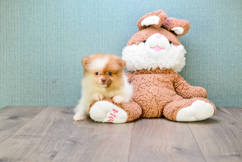 Popular Pomeranian Baby