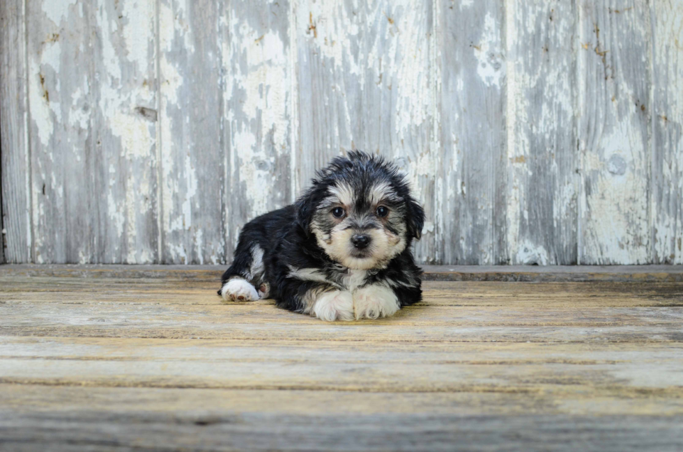 Playful Yorkie Designer Puppy