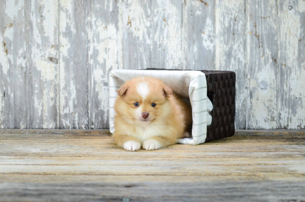 Friendly Pomeranian Baby