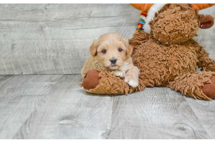 Little Maltese Poodle Poodle Mix Puppy