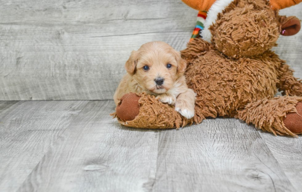 Little Maltese Poodle Poodle Mix Puppy