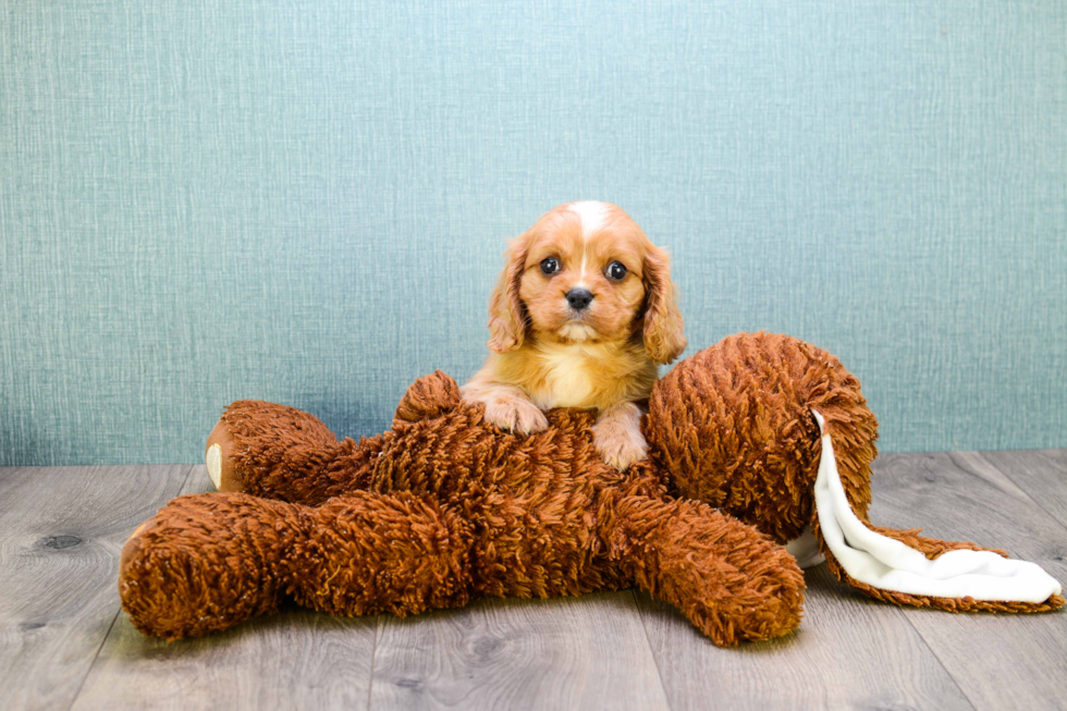 Happy Cavalier King Charles Spaniel Purebred Puppy