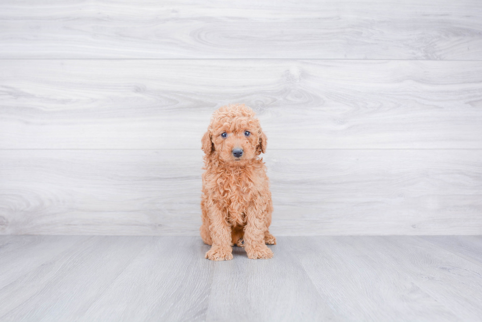 Mini Goldendoodle Pup Being Cute