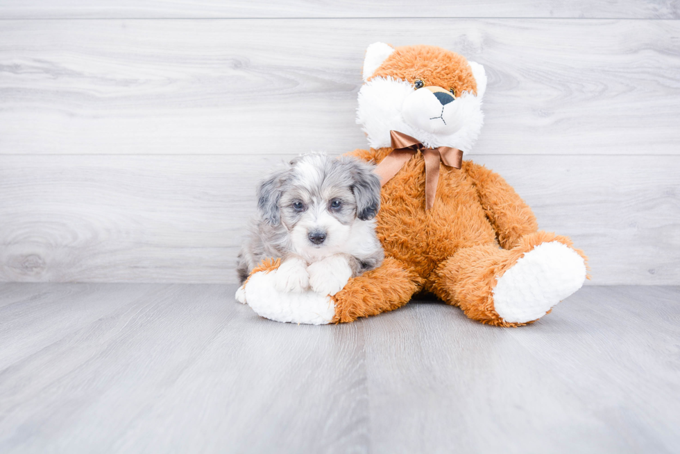 Adorable Aussiepoo Poodle Mix Puppy