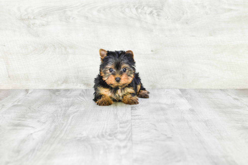 Meet Twinkle - our Yorkshire Terrier Puppy Photo 