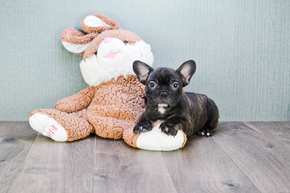 French Bulldog Puppy for Adoption