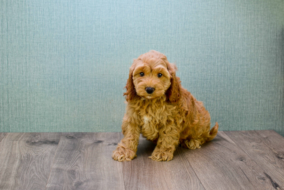 Energetic Golden Retriever Poodle Mix Puppy