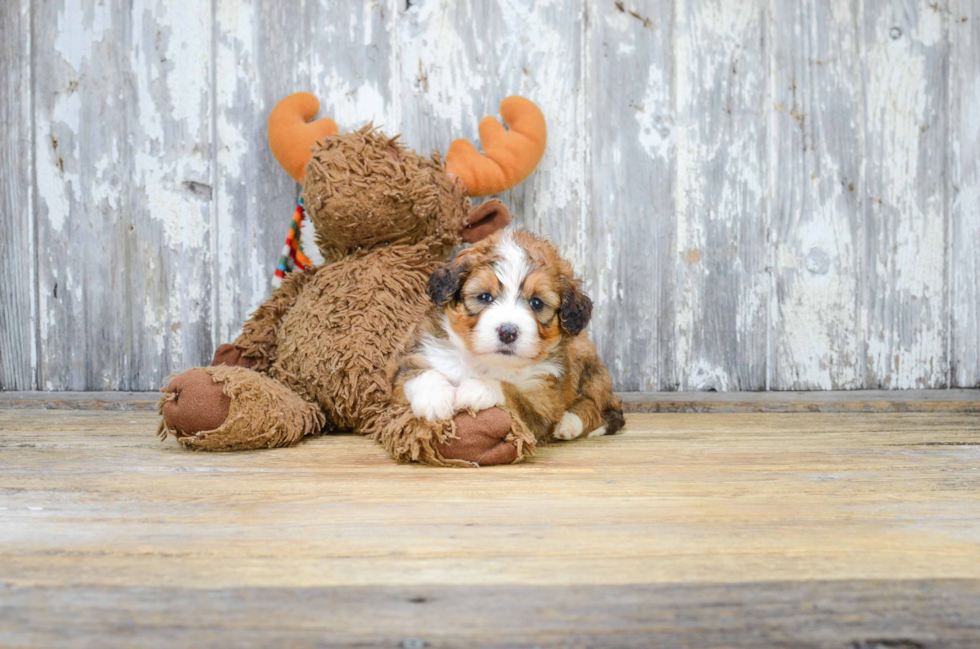 Mini Bernedoodle Pup Being Cute