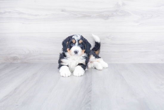 Best Mini Bernedoodle Baby