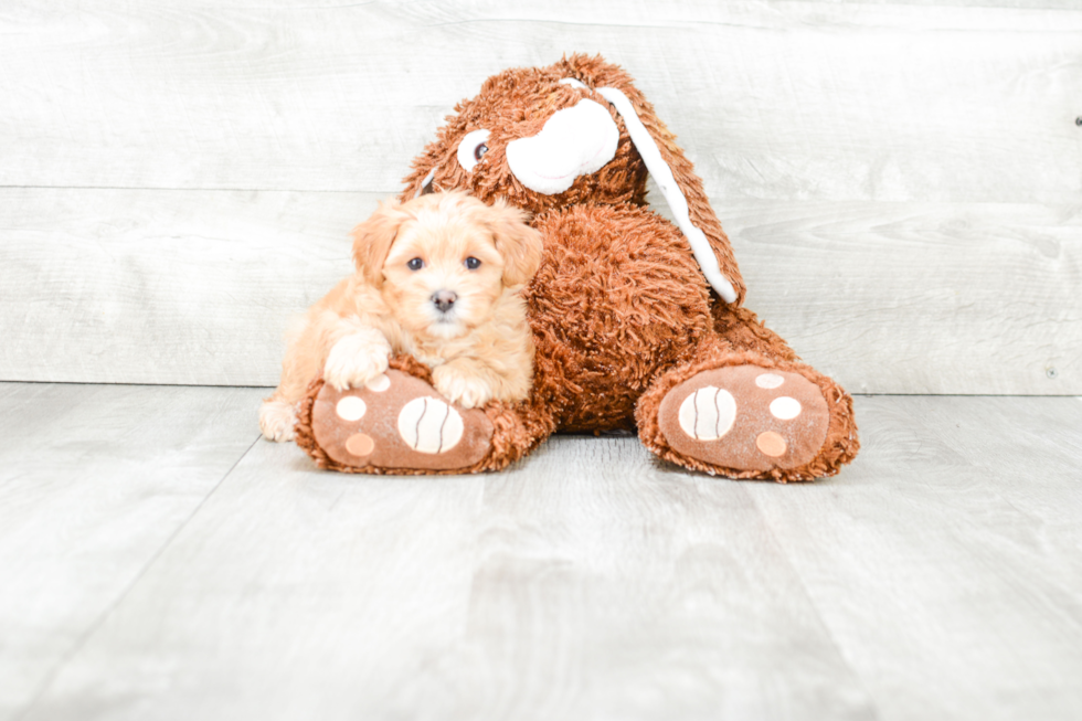 Best Maltipoo Baby