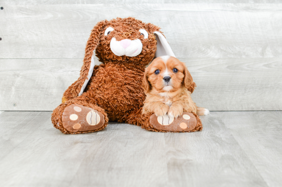 Cute Cavalier King Charles Spaniel Purebred Puppy