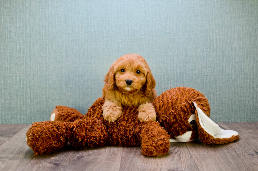 Mini Goldendoodle Puppy for Adoption