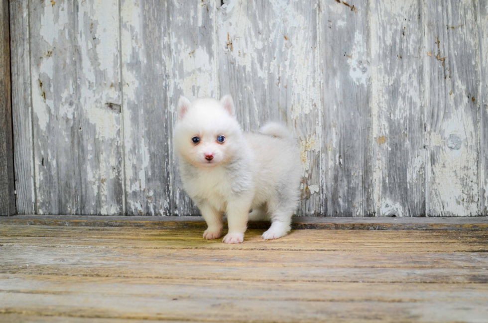 Popular Pomsky Designer Pup