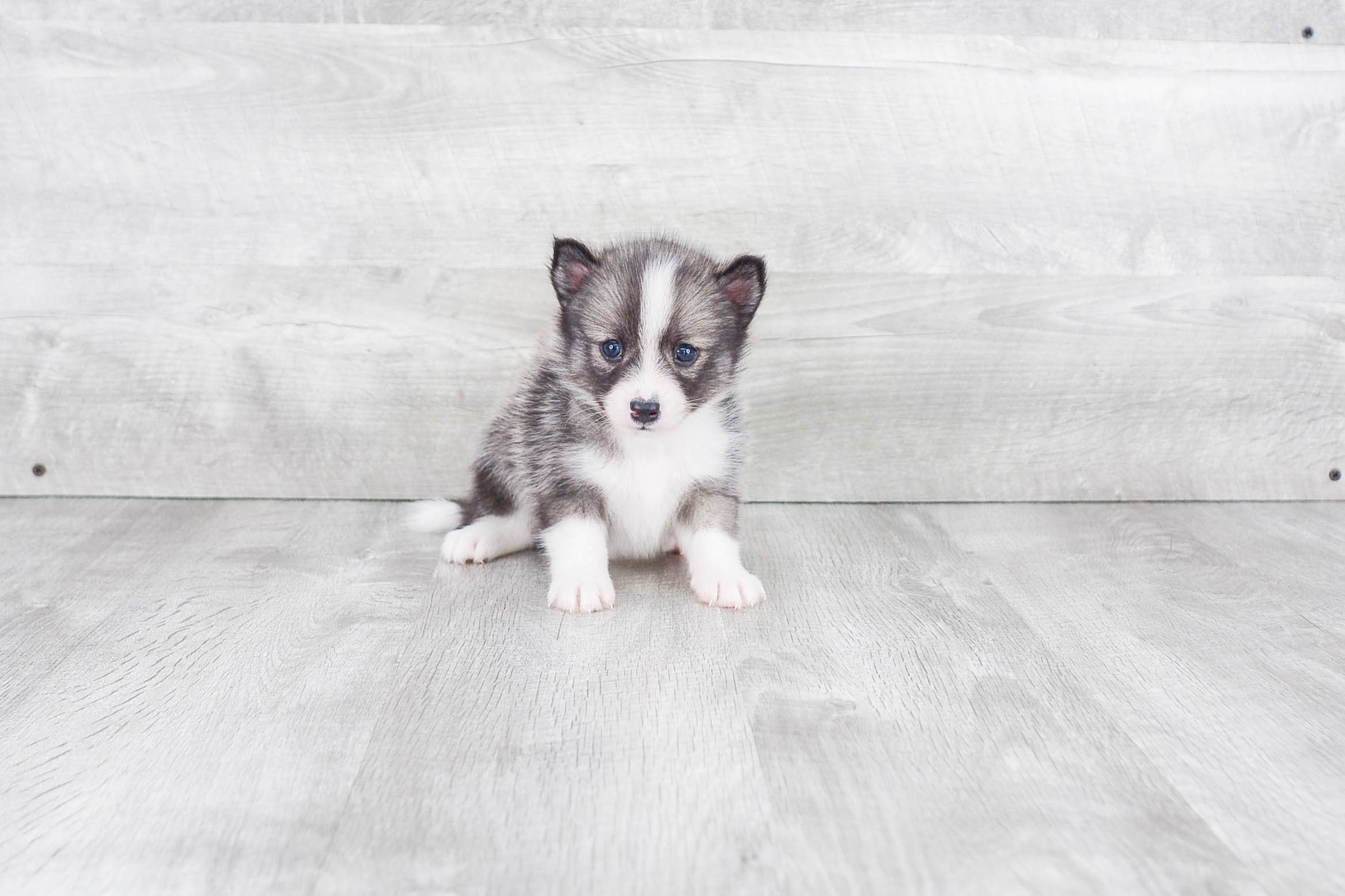 Pomsky Puppy for Adoption