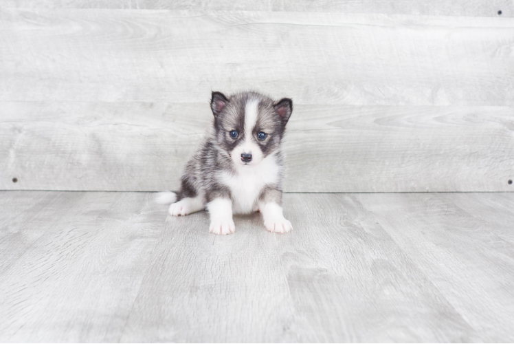 Pomsky Puppy for Adoption