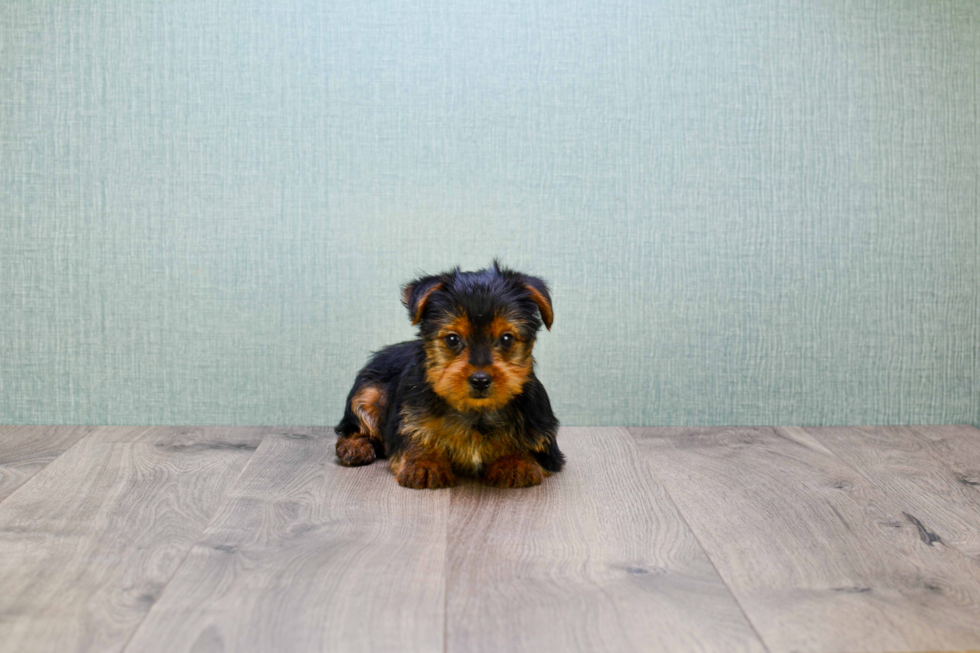 Meet Jeremy - our Yorkshire Terrier Puppy Photo 