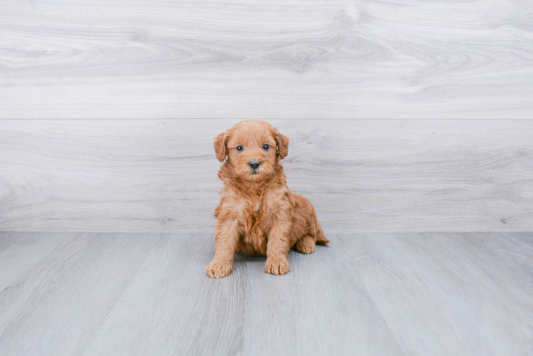 Mini Goldendoodle Puppy for Adoption