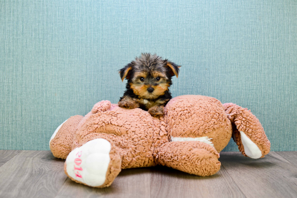 Meet Timmy - our Yorkshire Terrier Puppy Photo 