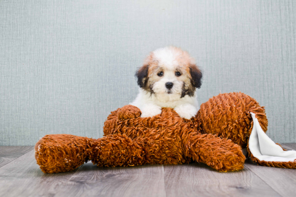 Havanese Puppy for Adoption