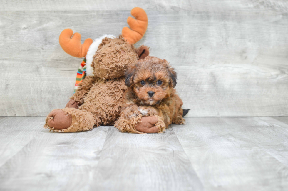 Teddy Bear Pup Being Cute