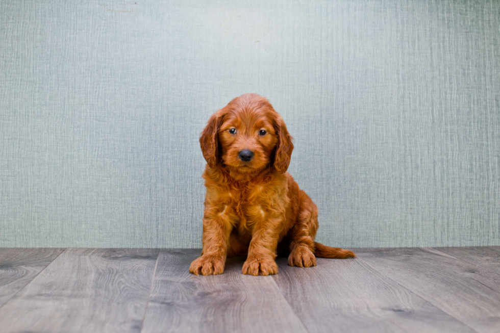 Friendly Mini Goldendoodle Baby