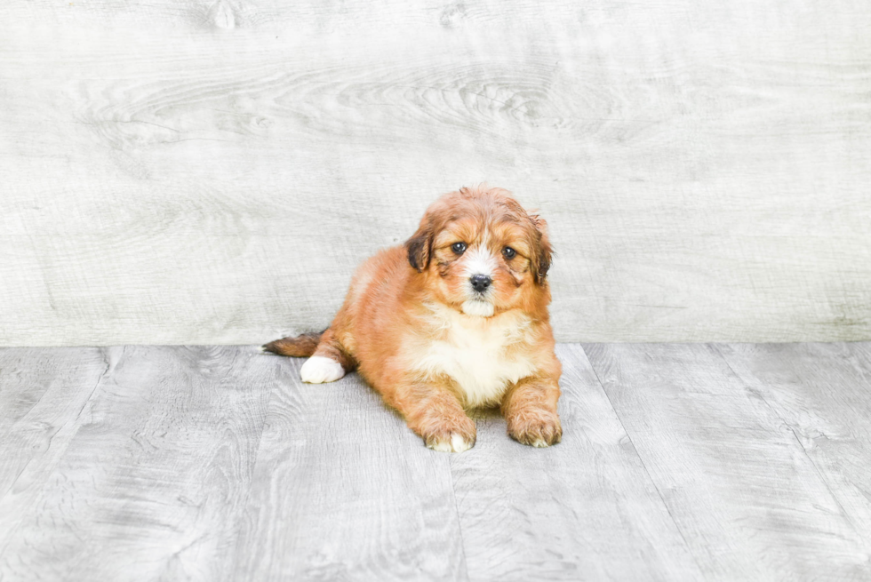 Mini Bernedoodle Pup Being Cute