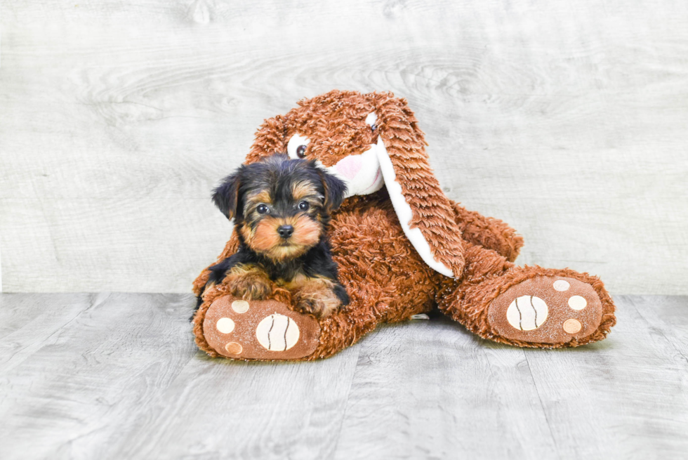 Meet Capone - our Yorkshire Terrier Puppy Photo 