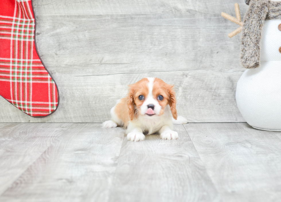 Akc Registered Cavalier King Charles Spaniel Purebred Pup